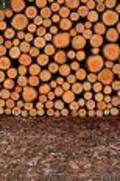 timber logs