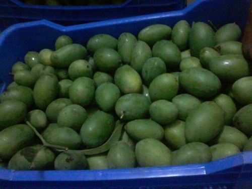 Ripening Chambers For Banana Ripening Chambers For Banana