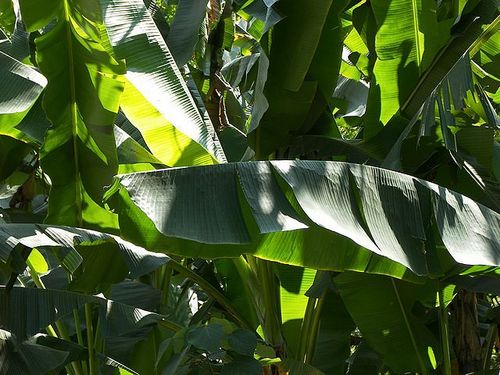 banana leaf chennai