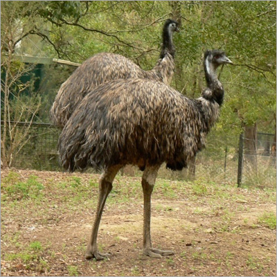 Bird Emu