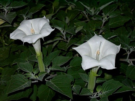 Datura+Alba Datura Alba - Datura Alba Exporter, Importer, Manufacturer, Supplier ...