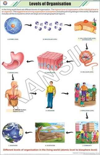 13+Levels+of+Organization+Biology 13 Levels of Organization Biology http://www.pic2fly.com/13+Levels+of ...