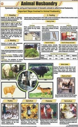Essay on animal husbandry