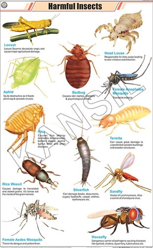 insects that may be harmful for Images of common garden pests, bugs and natural remedy solutions identify common garden pests and garden bugs with our insect pictures know their life-cycles, how to identify insects that are harmful to your plants, and how to use organic and natural pesticides to get rid of garden pests when growing vegetables , fruit , flowers and plants. insects that may be harmful for Images of common garden pests, bugs and natural remedy solutions identify common garden pests and garden bugs with our insect pictures know their life-cycles, how to identify insects that are harmful to your plants, and how to use organic and natural pesticides to get rid of garden pests when growing vegetables , fruit , flowers and plants.