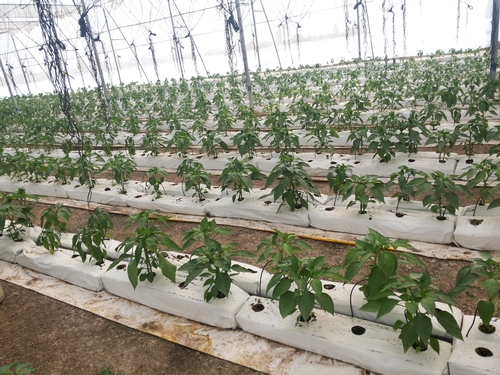 Greenhouse - Poly House- Net House Greenhouse - Poly House- Net House