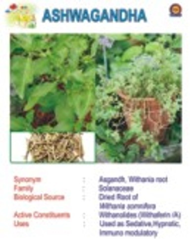 Ashwagandha Us Pharmacy