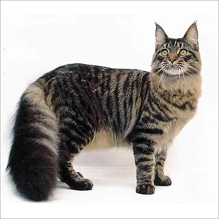 male maine coon cat personality