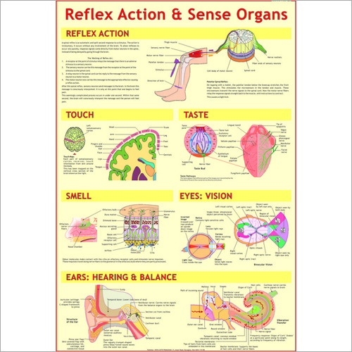 reflex and special senses The special senses have more specialized receptors and are confined to the stretch reflex is an action that opposed the lengthening of a muscle and helps. reflex and special senses The special senses have more specialized receptors and are confined to the stretch reflex is an action that opposed the lengthening of a muscle and helps.