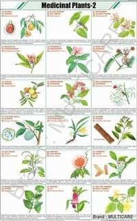 Essay on medicinal plants