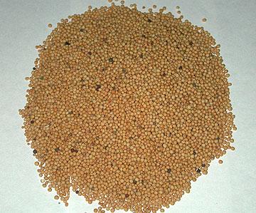 Yellow Mustard Seed Yellow Mustard Seed