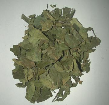 Gymnema Sylvestre Gymnema Sylvestre