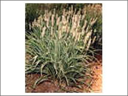 Organic Psyllium Seed Organic Psyllium Seed