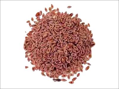 Psyllium Seeds Psyllium Seeds