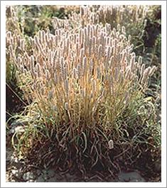 Psyllium Seed Plant Psyllium Seed Plant