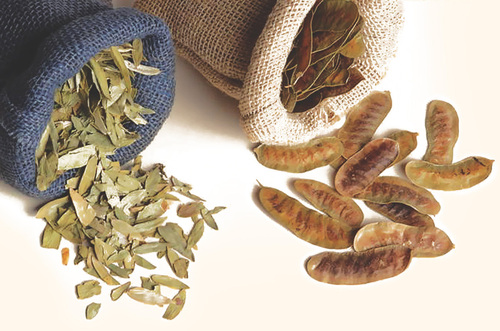 Seena Leaves & Seena pods Seena Leaves & Seena pods