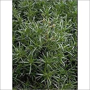 Organic Psyllium Organic Psyllium
