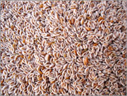 Psyllium Seed Capsules Psyllium Seed Capsules