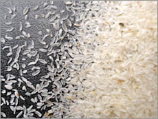 Psyllium Seed Husks Psyllium Seed Husks