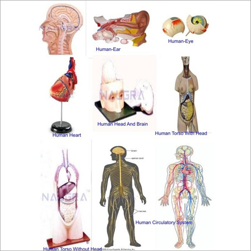 Educational Models Educational Models