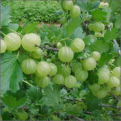 Fresh Amla Fruits Fresh Amla Fruits