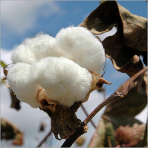 Cotton Moisturizing System Cotton Moisturizing System