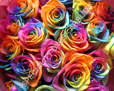 Textile Specialty Dyes Textile Specialty Dyes