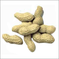 Ground Nuts Ground Nuts