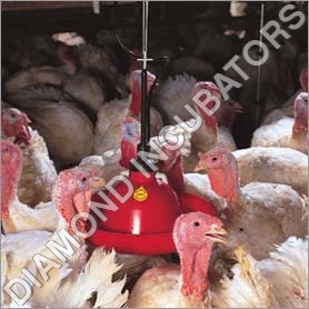 Poultry Drinker Poultry Drinker