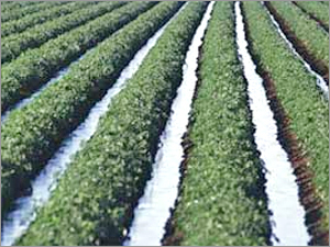 Soil Enhancer Soil Enhancer