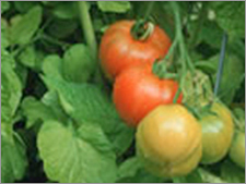 Biowet-T A Multi-purpose Spray Adjuvant Biowet-T A Multi-purpose Spray Adjuvant