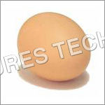 Chicken Eggs Chicken Eggs