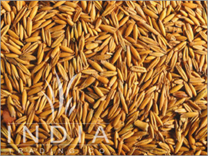 Yellow Barley Seed Yellow Barley Seed