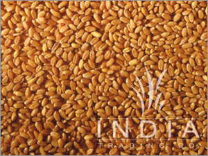 Yellow Wheat Yellow Wheat