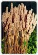 Psyllium Husk Plant Psyllium Husk Plant