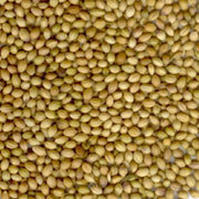 Coriander Seeds Coriander Seeds