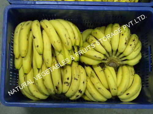 Banana Ripening Plant Banana Ripening Plant