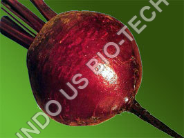 Beetroot Sowing Seeds Beetroot Sowing Seeds