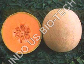 Muskmelon Sowing Seeds Muskmelon Sowing Seeds