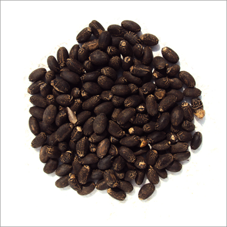 Jatropha Seeds Jatropha Seeds