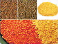 Pulses Pulses