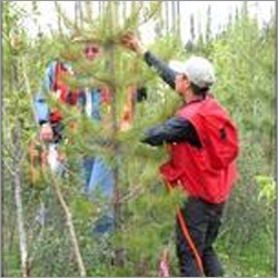 Forestry Management Services Forestry Management Services