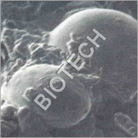 Live Yeast Culture Supplement Live Yeast Culture Supplement