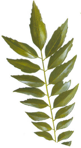 Dehydrated Curry Leaves Dehydrated Curry Leaves