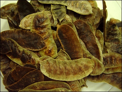 Seena Pods Seena Pods