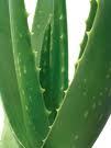 Aloe Vera Gel Aloe Vera Gel