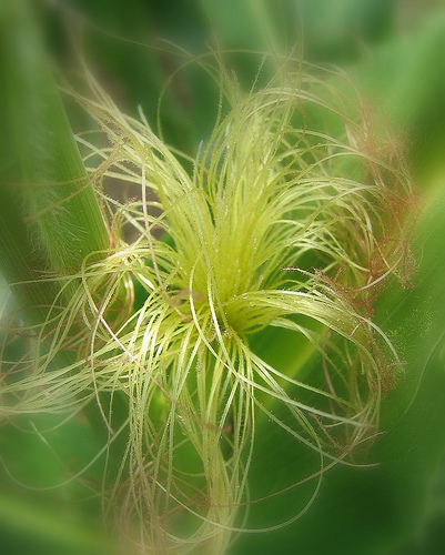 Cornsilk Extract, Amylopectin, Waxy/Glutinous star Cornsilk Extract, Amylopectin, Waxy/Glutinous star