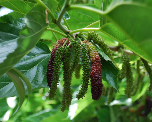 Mulberry Leaf/ root Extract, Oxyresveratrole, silk Mulberry Leaf/ root Extract, Oxyresveratrole, silk