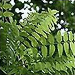 Boswellia Serrata Extract Boswellia Serrata Extract