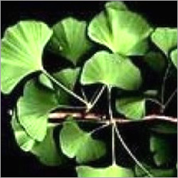 Gymnema Sylvestre Extract Gymnema Sylvestre Extract