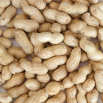 Groundnuts Kernels Groundnuts Kernels